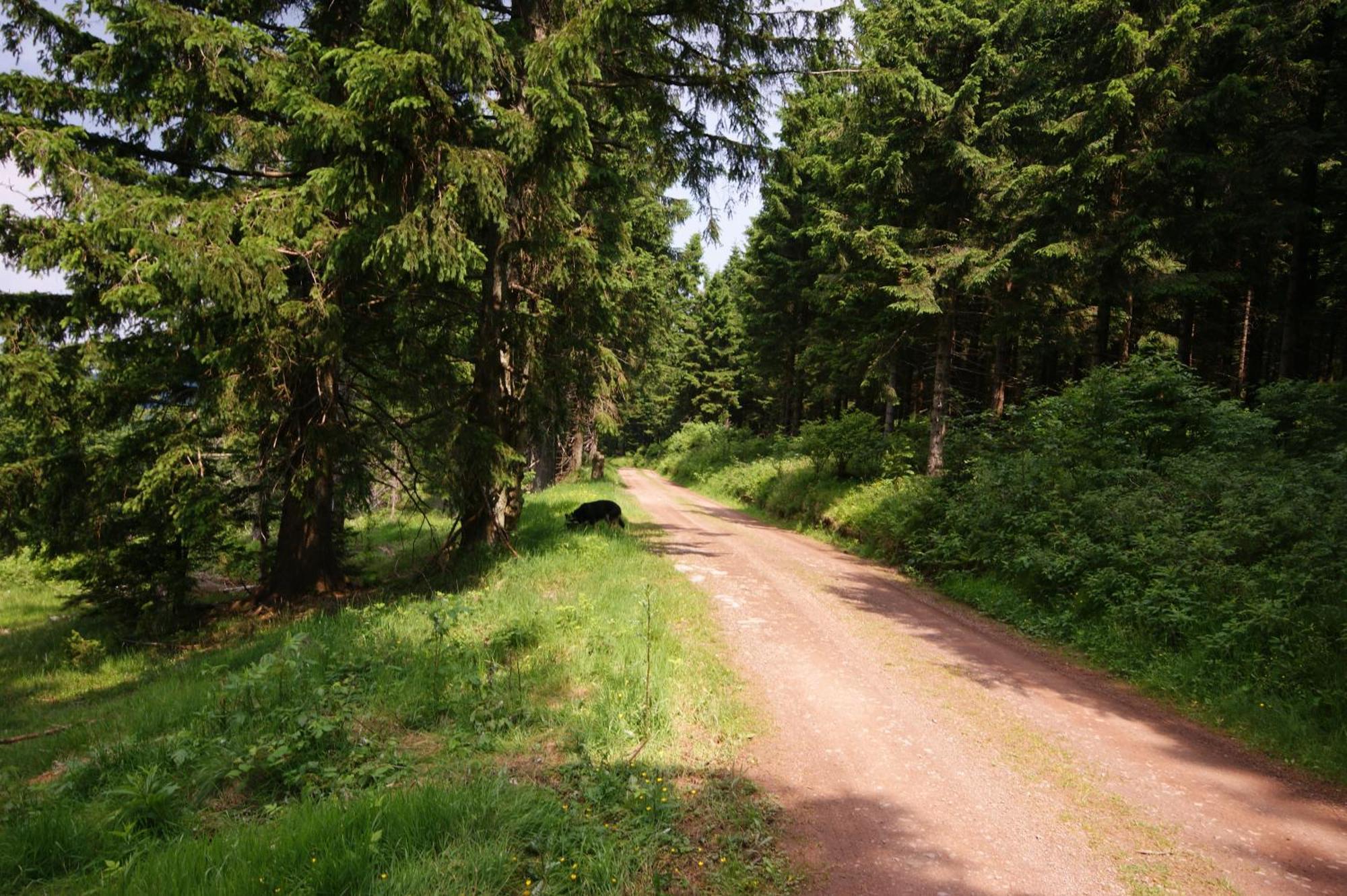 Hoehengasthaus Kolmenhof An Der Donauquelle Furtwangen Exterior photo